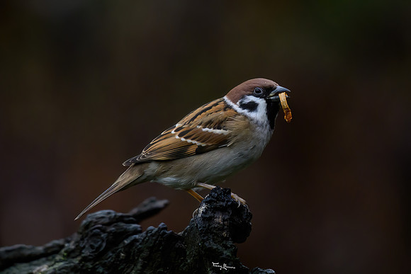tuinhut_TH_0013