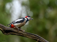 tuinhut_TH_0019