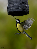 tuinhut_TH_0018