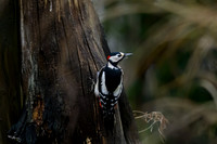 tuinhut_TH_0020