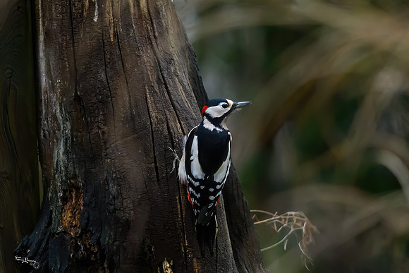 tuinhut_TH_0020