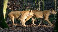 burgerszoo_TH_0028