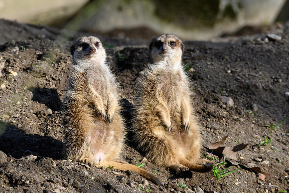burgerszoo_TH_0024