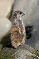 burgerszoo_TH_0025