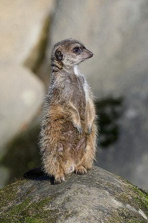 burgerszoo_TH_0025