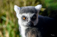 burgerszoo_TH_0027
