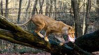 burgerszoo_TH_0030