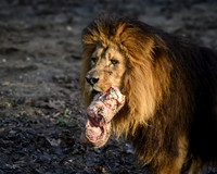 burgerszoo_TH_0031