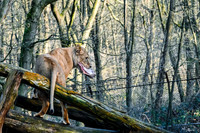burgerszoo_TH_0029