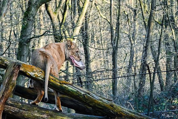 burgerszoo_TH_0029