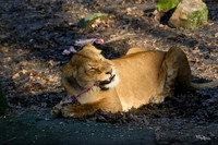 burgerszoo_TH_0032