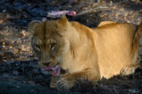 burgerszoo_TH_0033