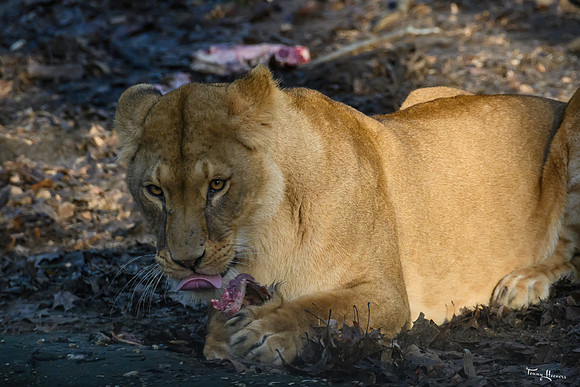burgerszoo_TH_0033
