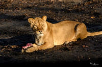 burgerszoo_TH_0034