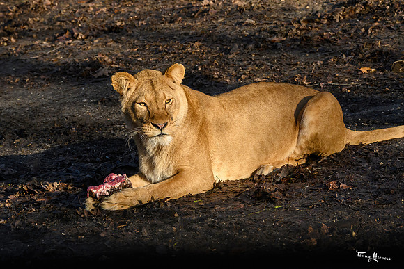 burgerszoo_TH_0034