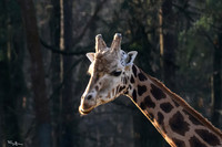 burgerszoo_TH_0039
