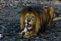 burgerszoo_TH_0037