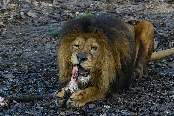 burgerszoo_TH_0037