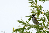 rondje_lingezegen_TH_0908
