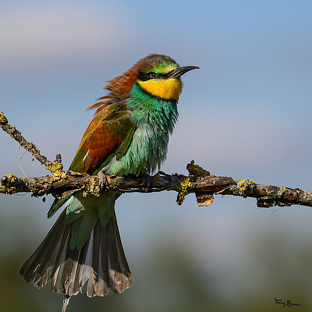valk_roofvogels_TH_1730
