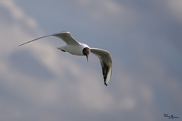 lingezegen_TH_0649