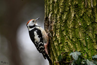 enterveenhut_TH_0063