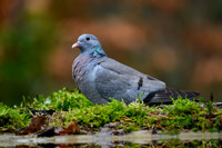 enterveenhut_TH_0062