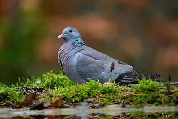 enterveenhut_TH_0062