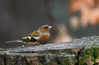 enterveenhut_TH_0068