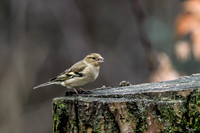 enterveenhut_TH_0067