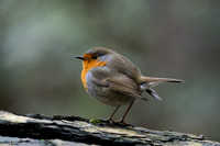 enterveenhut_TH_0069