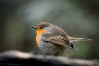 enterveenhut_TH_0073