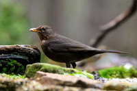 enterveenhut_TH_0071