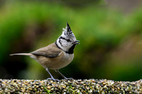 enterveenhut_TH_0075