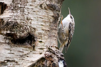 enterveenhut_TH_0076