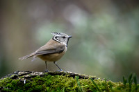 enterveenhut_TH_0074