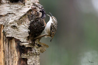 enterveenhut_TH_0078