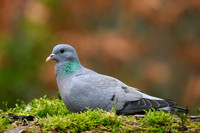 enterveenhut_TH_0079