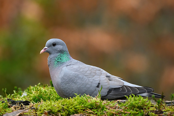 enterveenhut_TH_0079
