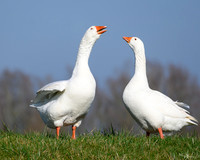 deventer_TH_0112