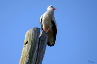 rondje_scoot_ooievaars_TH_0135