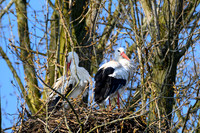 rondje_scoot_ooievaars_TH_0136