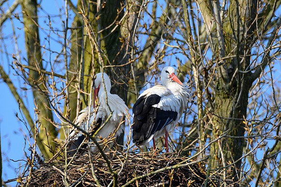 rondje_scoot_ooievaars_TH_0136