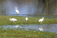 rondje_scoot_ooievaars_TH_0134