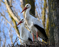 rondje_scoot_ooievaars_TH_0137