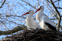 rondje_scoot_ooievaars_TH_0139