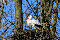 rondje_scoot_ooievaars_TH_0145