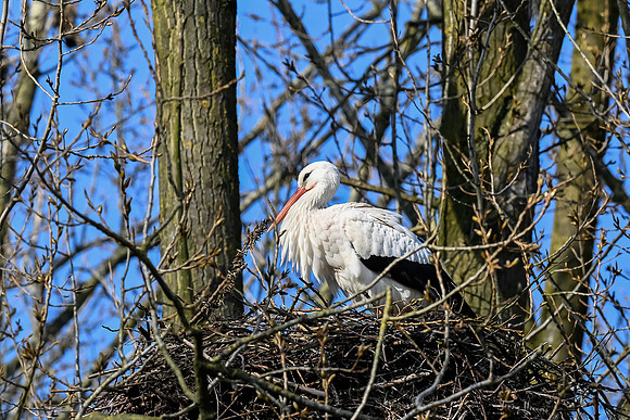 rondje_scoot_ooievaars_TH_0145