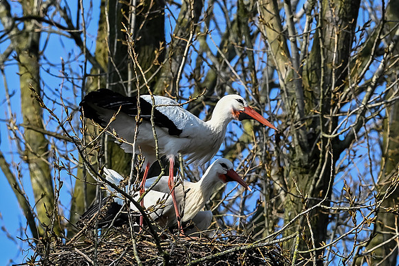 rondje_scoot_ooievaars_TH_0147