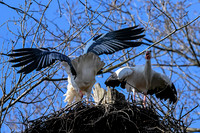 rondje_scoot_ooievaars_TH_0148